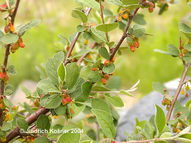 Skalník obecný - Cotoneaster integerrimus