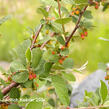 Skalník obecný - Cotoneaster integerrimus