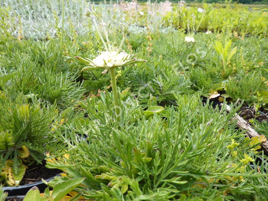 Hlaváč žlutavý 'Moon Dance' - Scabiosa ochroleuca 'Moon Dance'