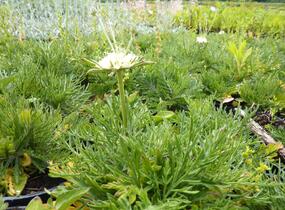 Hlaváč žlutavý 'Moon Dance' - Scabiosa ochroleuca 'Moon Dance'