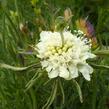 Hlaváč 'Moon Dance' - Scabiosa ochroleuca 'Moon Dance'