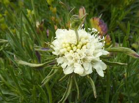 Hlaváč žlutavý 'Moon Dance' - Scabiosa ochroleuca 'Moon Dance'