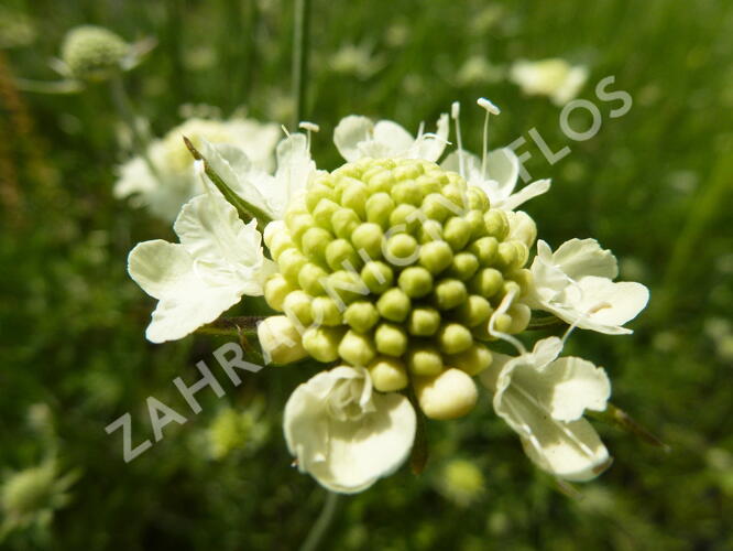Hlaváč 'Moon Dance' - Scabiosa ochroleuca 'Moon Dance'