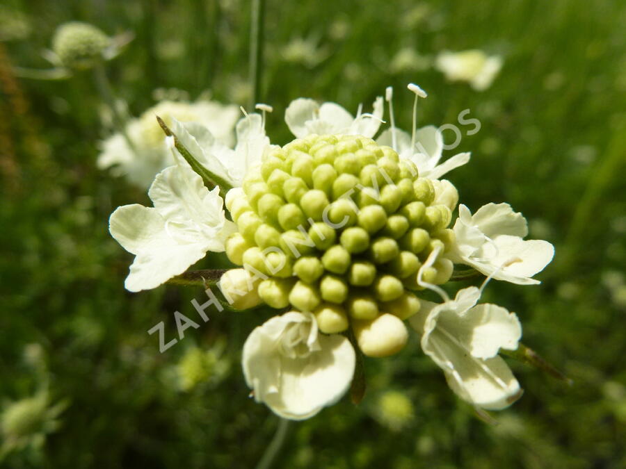 Hlaváč žlutavý 'Moon Dance' - Scabiosa ochroleuca 'Moon Dance'