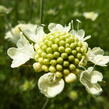 Hlaváč 'Moon Dance' - Scabiosa ochroleuca 'Moon Dance'