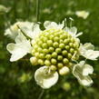 Hlaváč žlutavý 'Moon Dance' - Scabiosa ochroleuca 'Moon Dance'