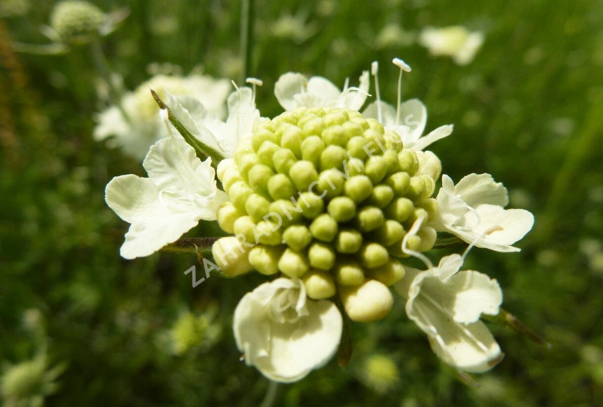 Hlaváč žlutavý 'Moon Dance' - Scabiosa ochroleuca 'Moon Dance'