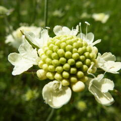 Hlaváč 'Moon Dance' - Scabiosa ochroleuca 'Moon Dance'