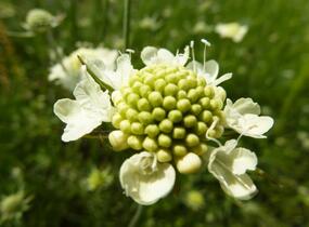 Hlaváč žlutavý 'Moon Dance' - Scabiosa ochroleuca 'Moon Dance'