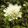 Hlaváč žlutavý 'Moon Dance' - Scabiosa ochroleuca 'Moon Dance'