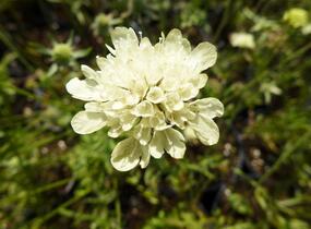 Hlaváč žlutavý 'Moon Dance' - Scabiosa ochroleuca 'Moon Dance'