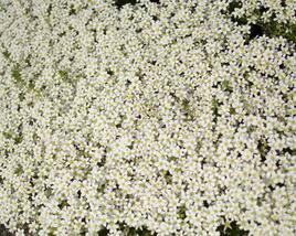 Lomikámen arendsův 'Touran White'
