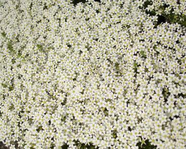 Lomikámen arendsův 'Touran White'