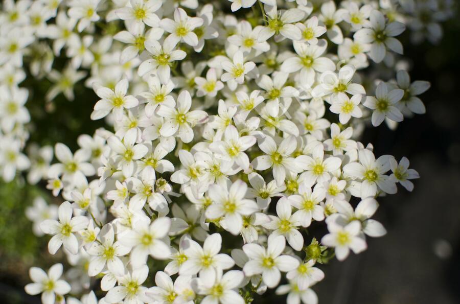 Lomikámen arendsův 'Touran White' - Saxifraga x arendsii 'Touran White'