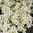 Lomikámen arendsův 'Touran White' - Saxifraga x arendsii 'Touran White'