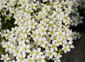 Lomikámen arendsův 'Touran White' - Saxifraga x arendsii 'Touran White'