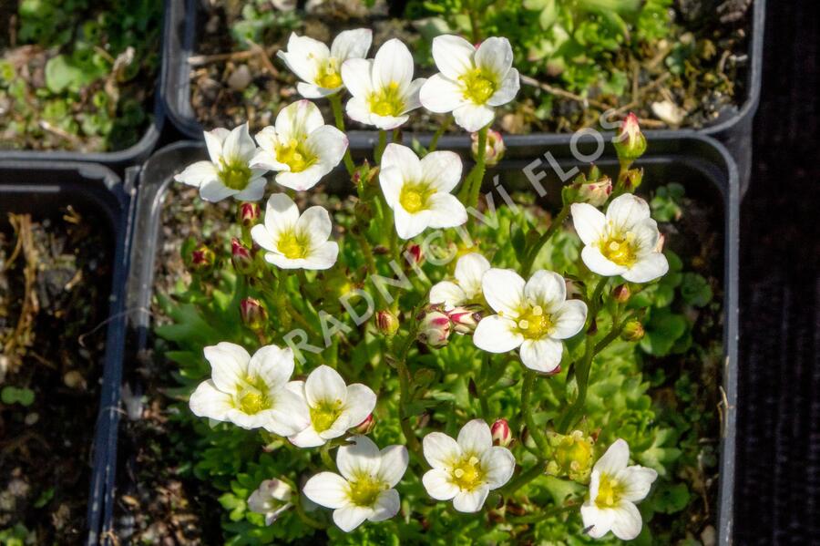 Lomikámen arendsův 'Touran White' - Saxifraga x arendsii 'Touran White'