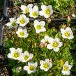 Lomikámen arendsův 'Touran White' - Saxifraga x arendsii 'Touran White'