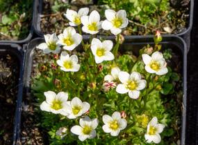 Lomikámen arendsův 'Touran White' - Saxifraga x arendsii 'Touran White'