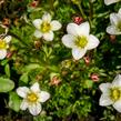 Lomikámen arendsův 'Touran White' - Saxifraga x arendsii 'Touran White'