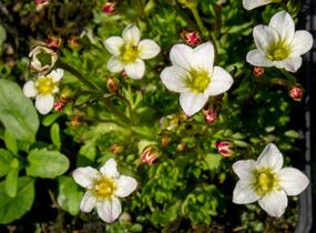 Lomikámen arendsův 'Touran White' - Saxifraga x arendsii 'Touran White'