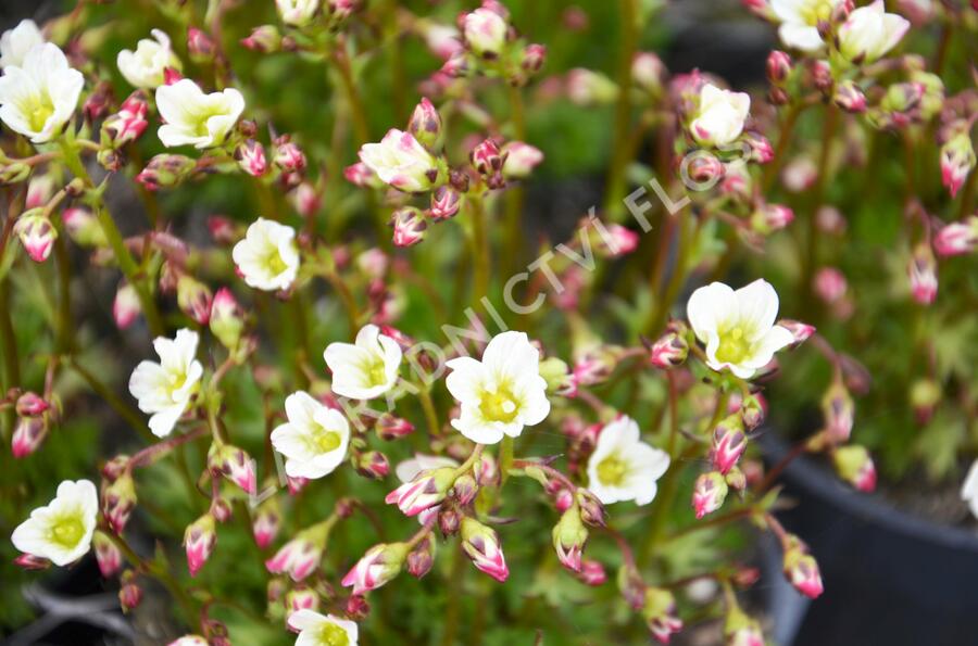 Lomikámen arendsův 'Touran White' - Saxifraga x arendsii 'Touran White'