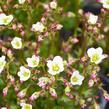 Lomikámen arendsův 'Touran White' - Saxifraga x arendsii 'Touran White'