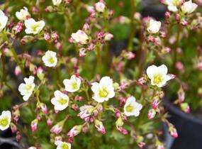 Lomikámen arendsův 'Touran White' - Saxifraga x arendsii 'Touran White'