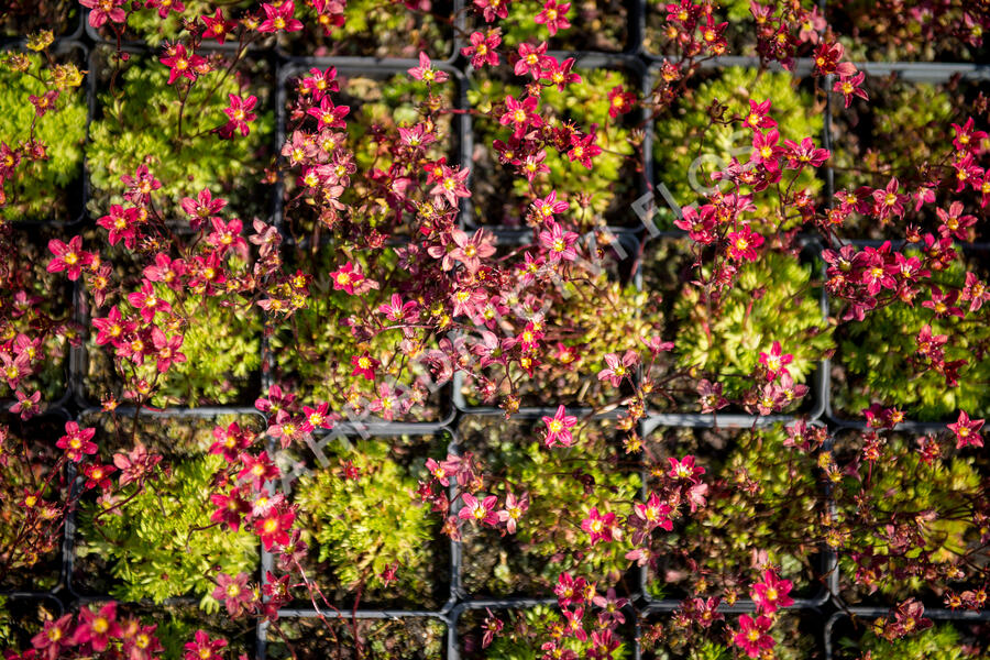 Lomikámen arendsův 'Touran Scarlet' - Saxifraga x arendsii 'Touran Scarlet'