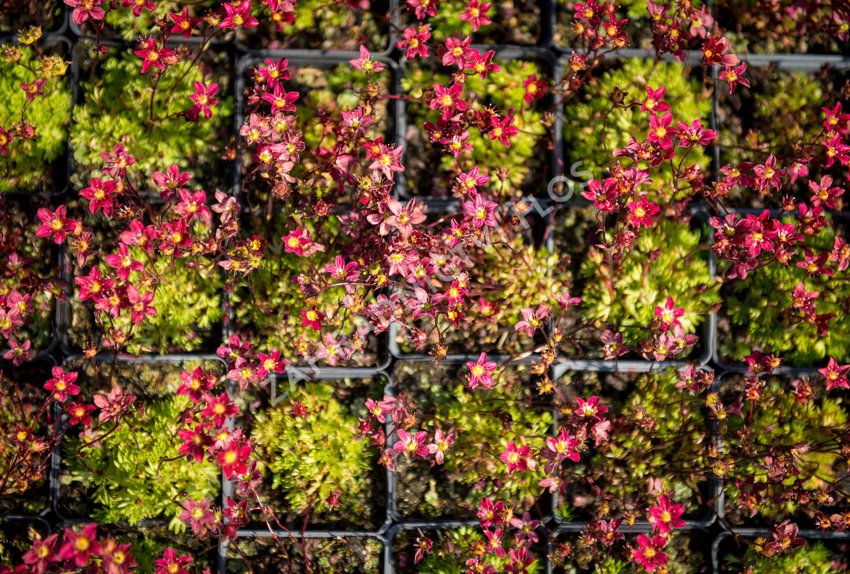 Lomikámen arendsův 'Touran Scarlet' - Saxifraga x arendsii 'Touran Scarlet'
