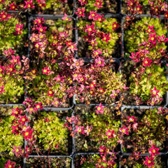 Lomikámen arendsův 'Touran Scarlet' - Saxifraga x arendsii 'Touran Scarlet'