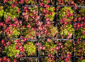 Lomikámen arendsův 'Touran Scarlet' - Saxifraga x arendsii 'Touran Scarlet'
