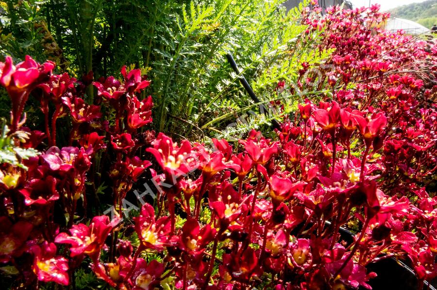 Lomikámen arendsův 'Touran Scarlet' - Saxifraga x arendsii 'Touran Scarlet'