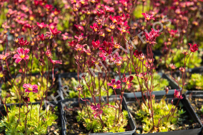 Lomikámen arendsův 'Touran Scarlet' - Saxifraga x arendsii 'Touran Scarlet'