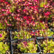 Lomikámen arendsův 'Touran Scarlet' - Saxifraga x arendsii 'Touran Scarlet'