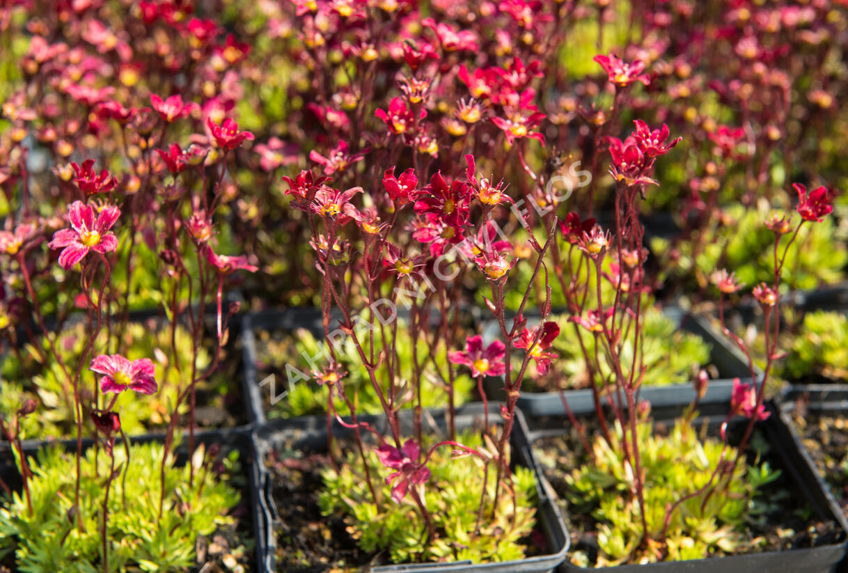 Lomikámen arendsův 'Touran Scarlet' - Saxifraga x arendsii 'Touran Scarlet'