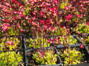 Lomikámen arendsův 'Touran Scarlet' - Saxifraga x arendsii 'Touran Scarlet'