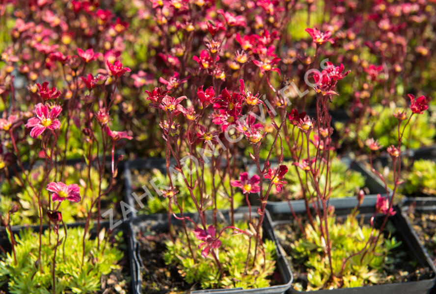 Lomikámen arendsův 'Touran Scarlet' - Saxifraga x arendsii 'Touran Scarlet'