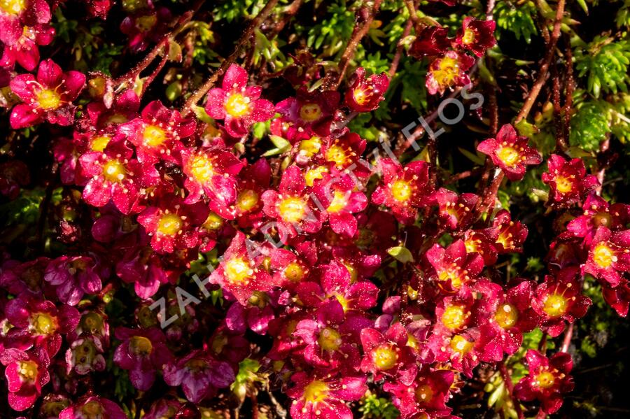 Lomikámen arendsův 'Touran Scarlet' - Saxifraga x arendsii 'Touran Scarlet'