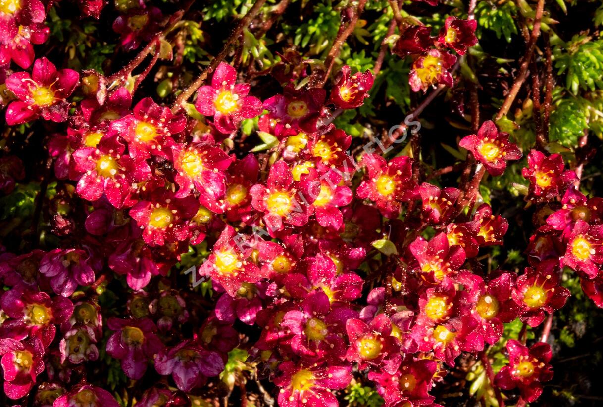 Lomikámen arendsův 'Touran Scarlet' - Saxifraga x arendsii 'Touran Scarlet'