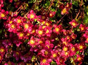 Lomikámen arendsův 'Touran Scarlet' - Saxifraga x arendsii 'Touran Scarlet'