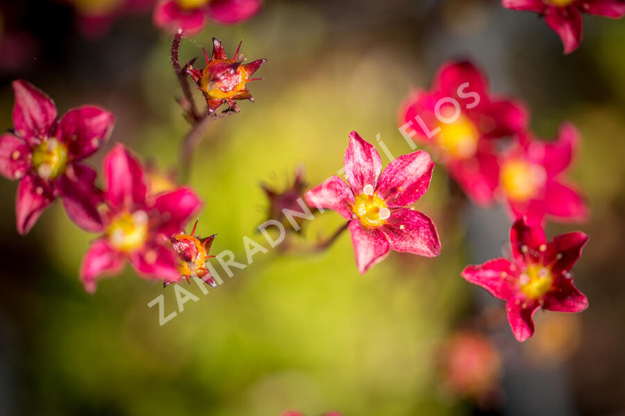 Lomikámen arendsův 'Touran Scarlet' - Saxifraga x arendsii 'Touran Scarlet'