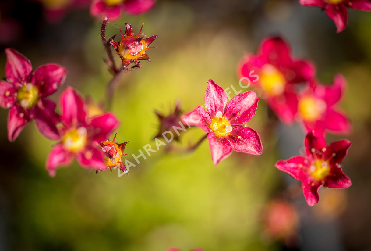 Lomikámen arendsův 'Touran Scarlet' - Saxifraga x arendsii 'Touran Scarlet'