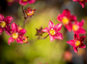 Lomikámen arendsův 'Touran Scarlet' - Saxifraga x arendsii 'Touran Scarlet'
