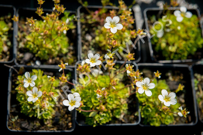 Lomikámen arendsův 'Touran Early Lime' - Saxifraga x arendsii 'Touran Early Lime'