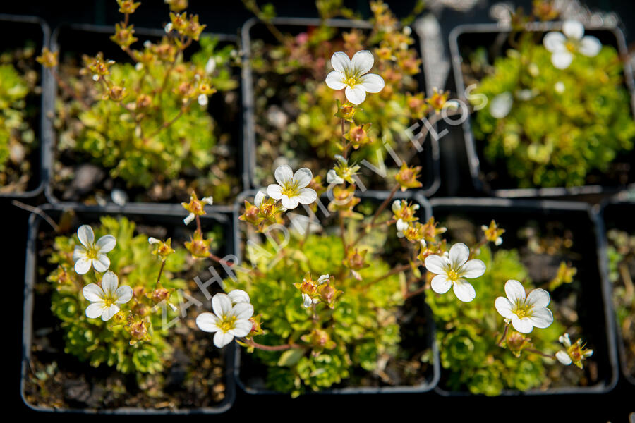 Lomikámen arendsův 'Touran Early Lime' - Saxifraga x arendsii 'Touran Early Lime'