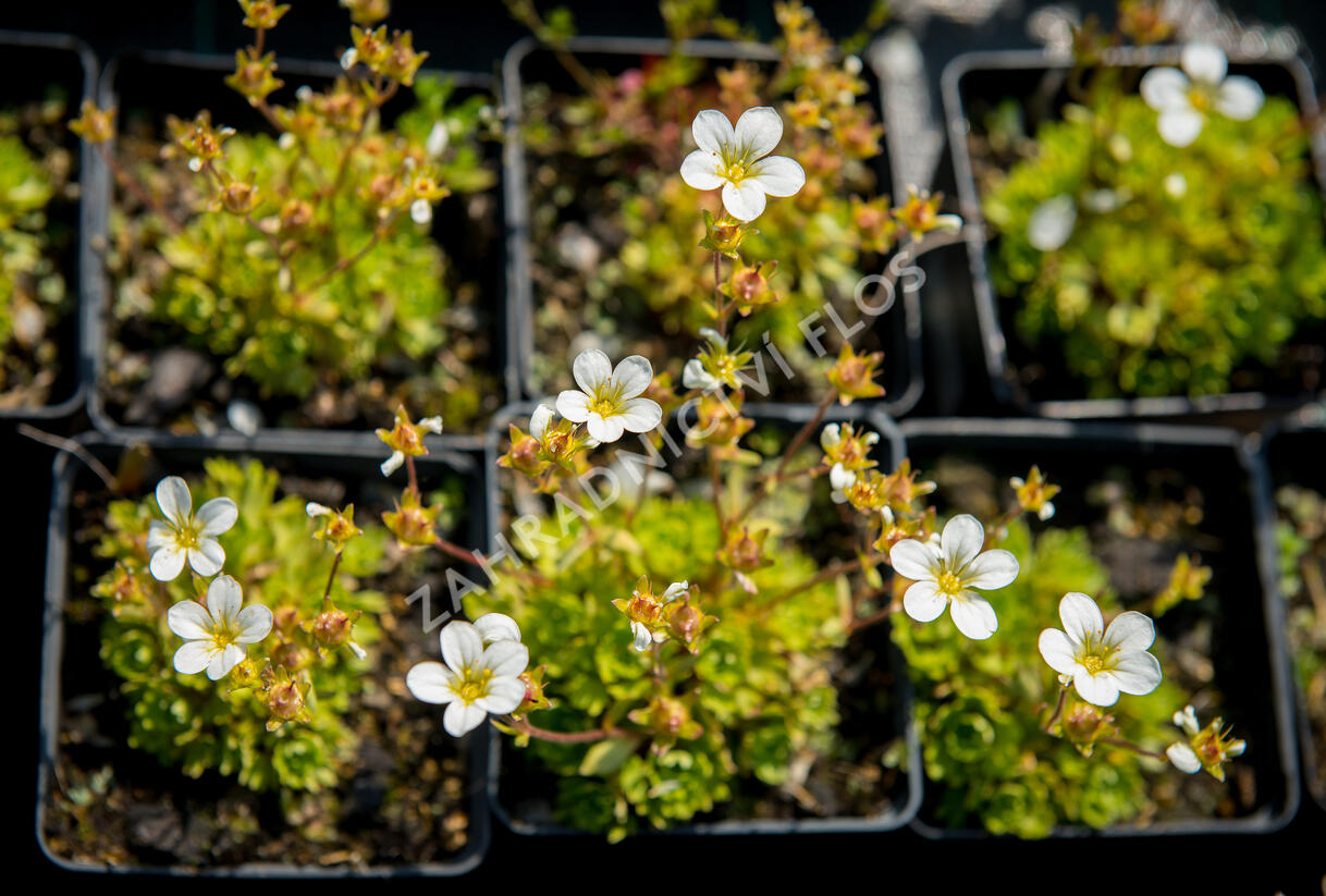 Lomikámen arendsův 'Touran Early Lime' - Saxifraga x arendsii 'Touran Early Lime'