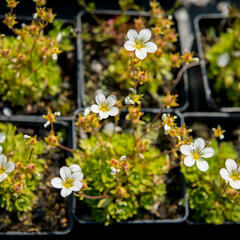 Lomikámen arendsův 'Touran Early Lime' - Saxifraga x arendsii 'Touran Early Lime'