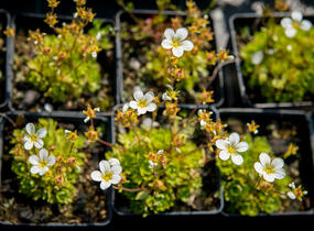 Lomikámen arendsův 'Touran Early Lime' - Saxifraga x arendsii 'Touran Early Lime'