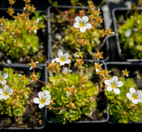 Lomikámen arendsův 'Touran Early Lime' - Saxifraga x arendsii 'Touran Early Lime'